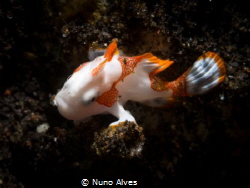 Juvenile clown frogfish by Nuno Alves 